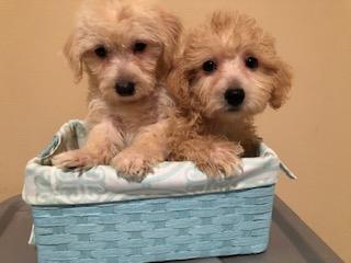 Maltipoo Puppies Nonshed 10wks