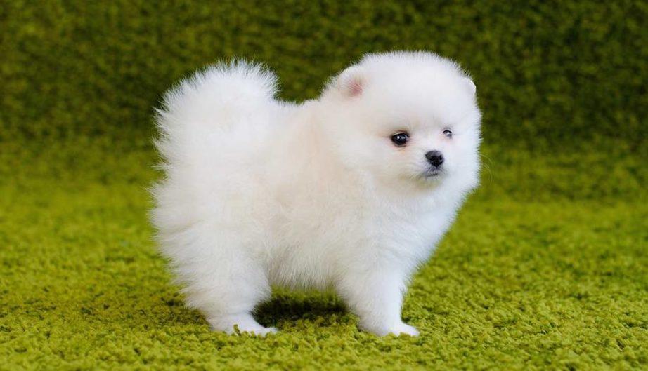 Micro Pomeranian puppies for sale