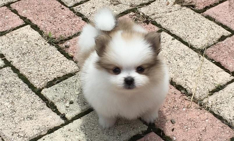 T-Cup Pomeranian puppies for sale