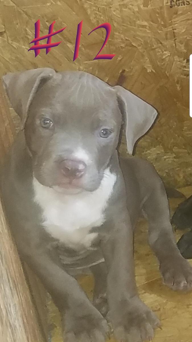 Blue,Chocolate, Champaign, and Black Pitbull Puppies