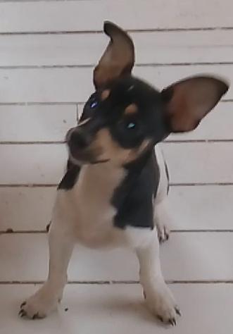 Toy Rat Terrier