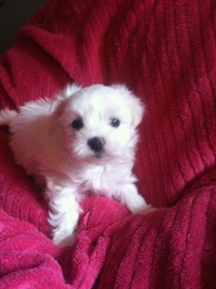 dgwr Stunning Maltese puppies $500