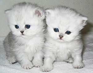 persian Kittens for adoption