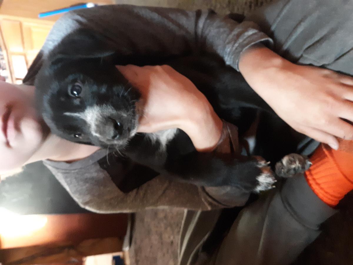 Great Dane/ German shepherd cross pups