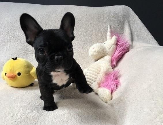 fqe incredible french bulldog puppies $499