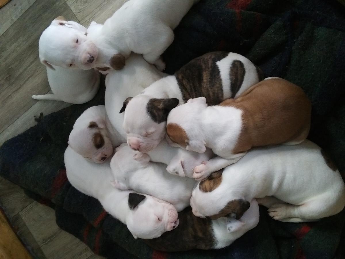 American bulldog puppies