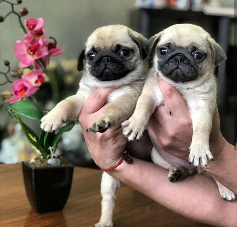 Adorable Fawn Pug Puppies available-House trained & Healthy!