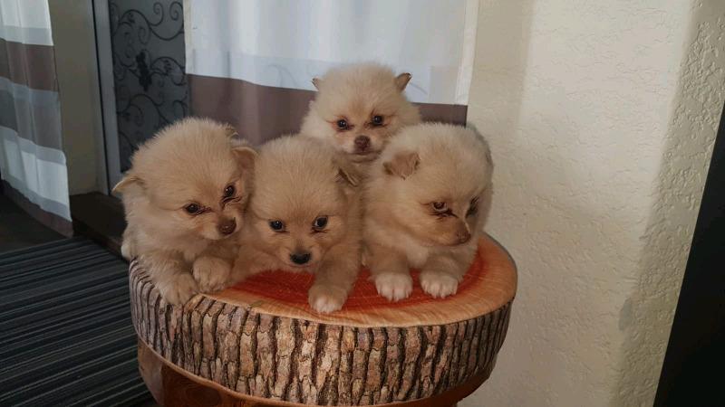 Excellent Pomeranian Puppies