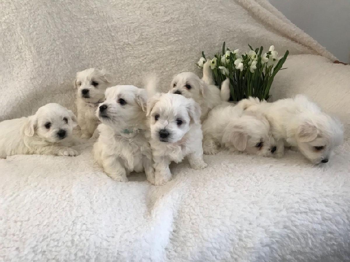 The cutest Maltese puppies