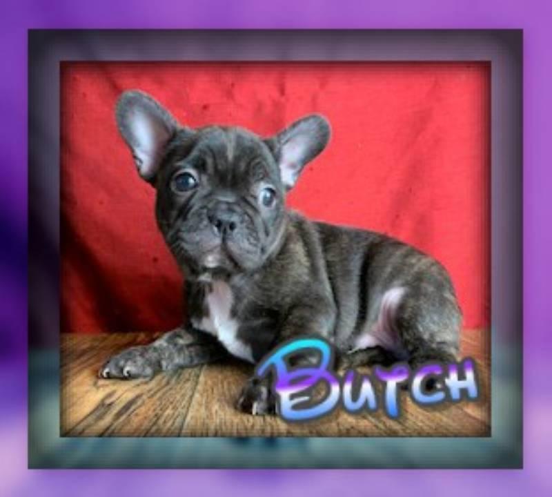 Butch Male Frenchton