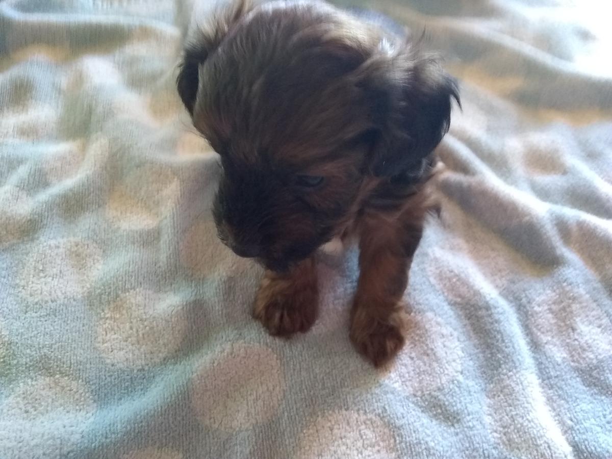 For sale yorkiepoos two males puppies