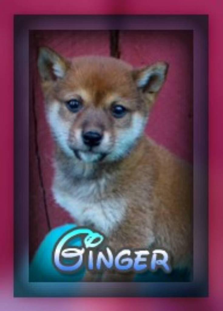 Ginger Female ACA Shiba Inu