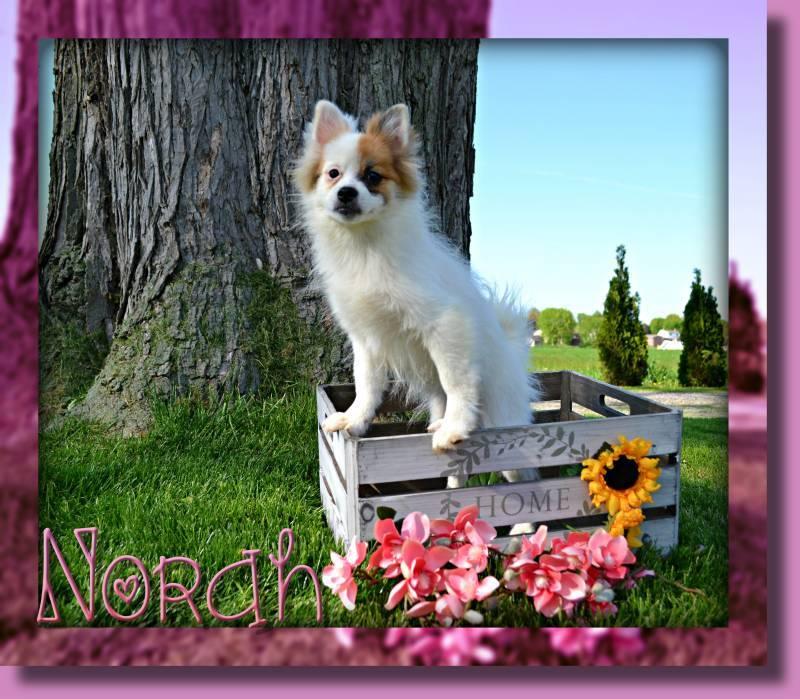 Norah Female ACA Pomeranian