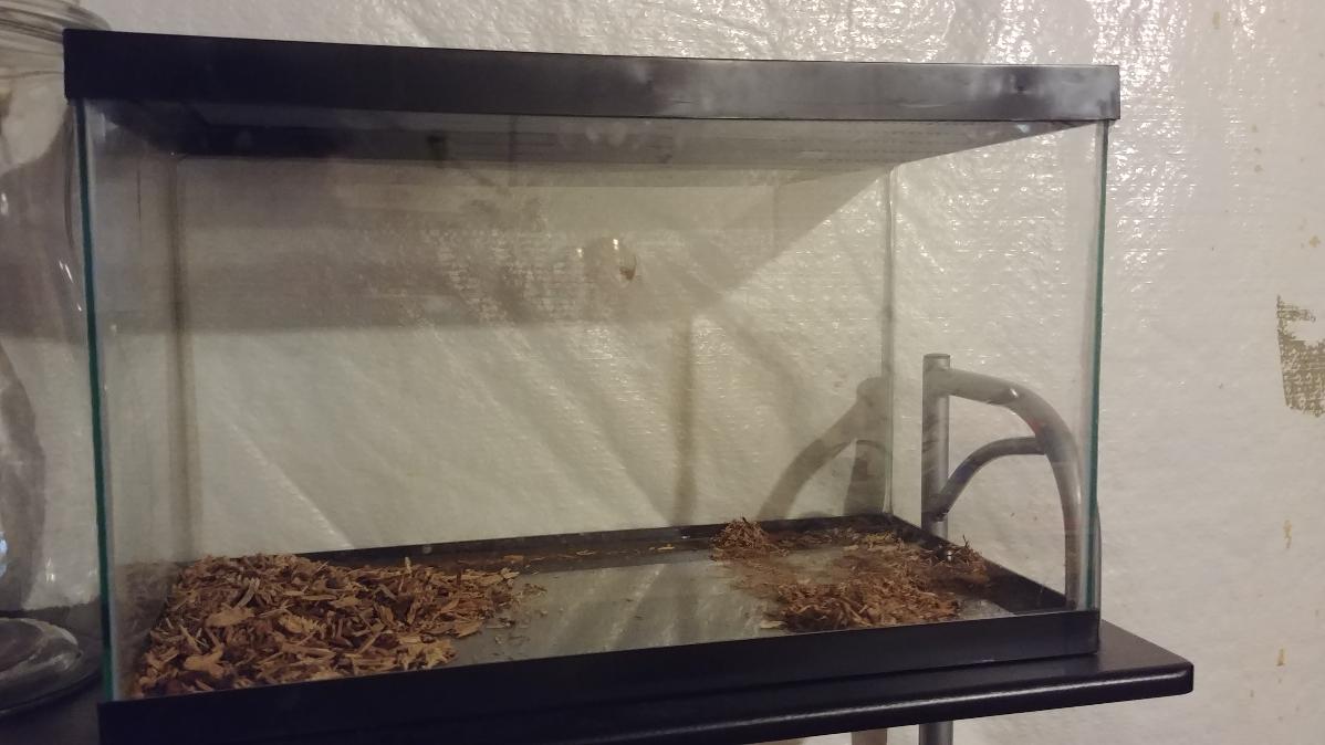 10 gallon tank