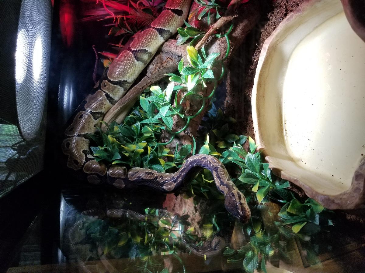3 foot ball Python male with everything needed