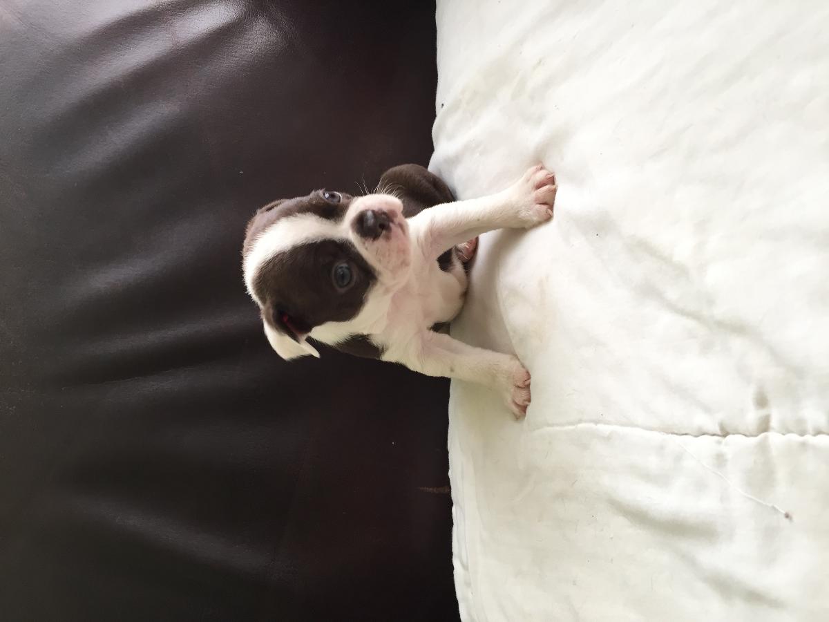 AKC Boston Terrier Puppies