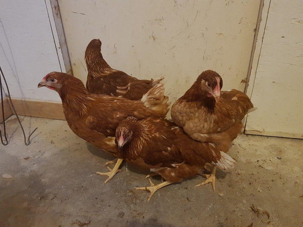 Brown Laying Chickens