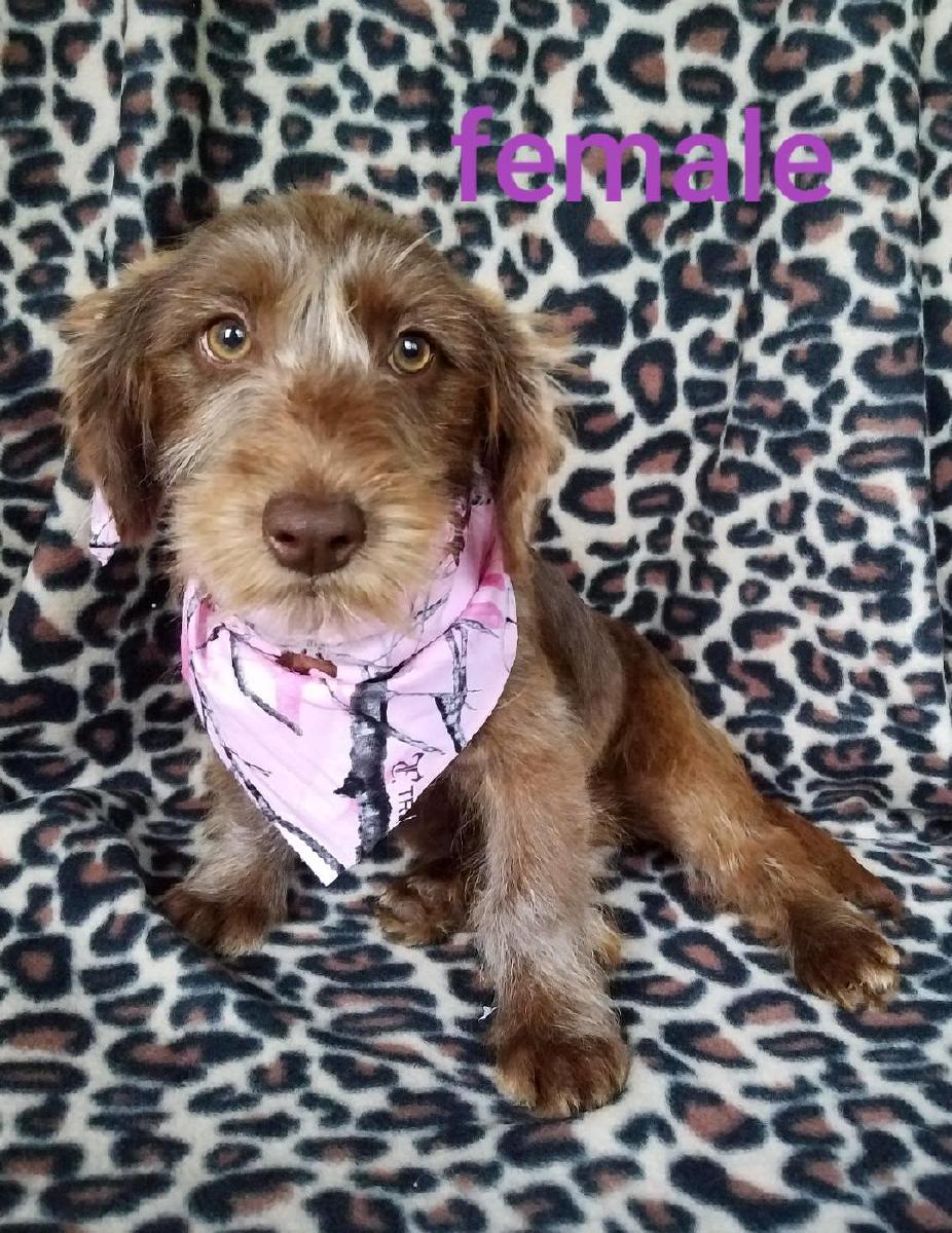 Sweet Female Labradoodle puppy