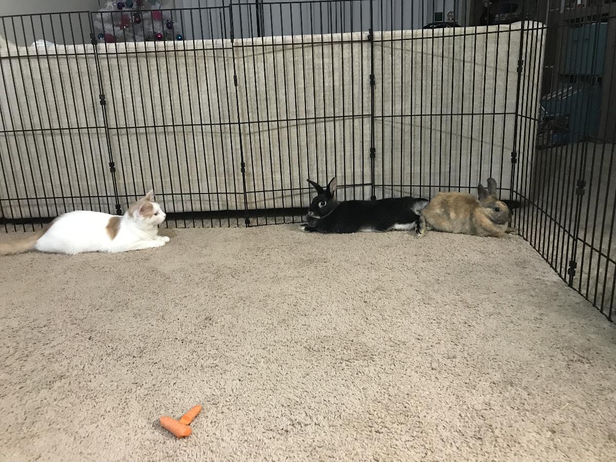 Two female rabbits