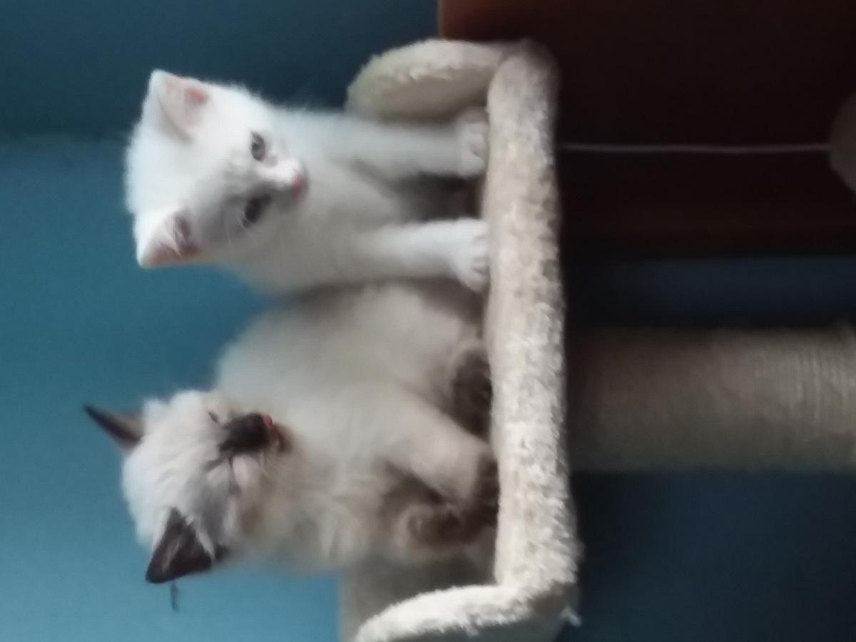 Kitties (Siamese) for sale