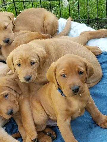 Purebred Lab Puppies