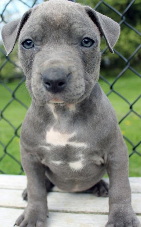 Here is an Xl Gottiline female blue pitbull puppy that we