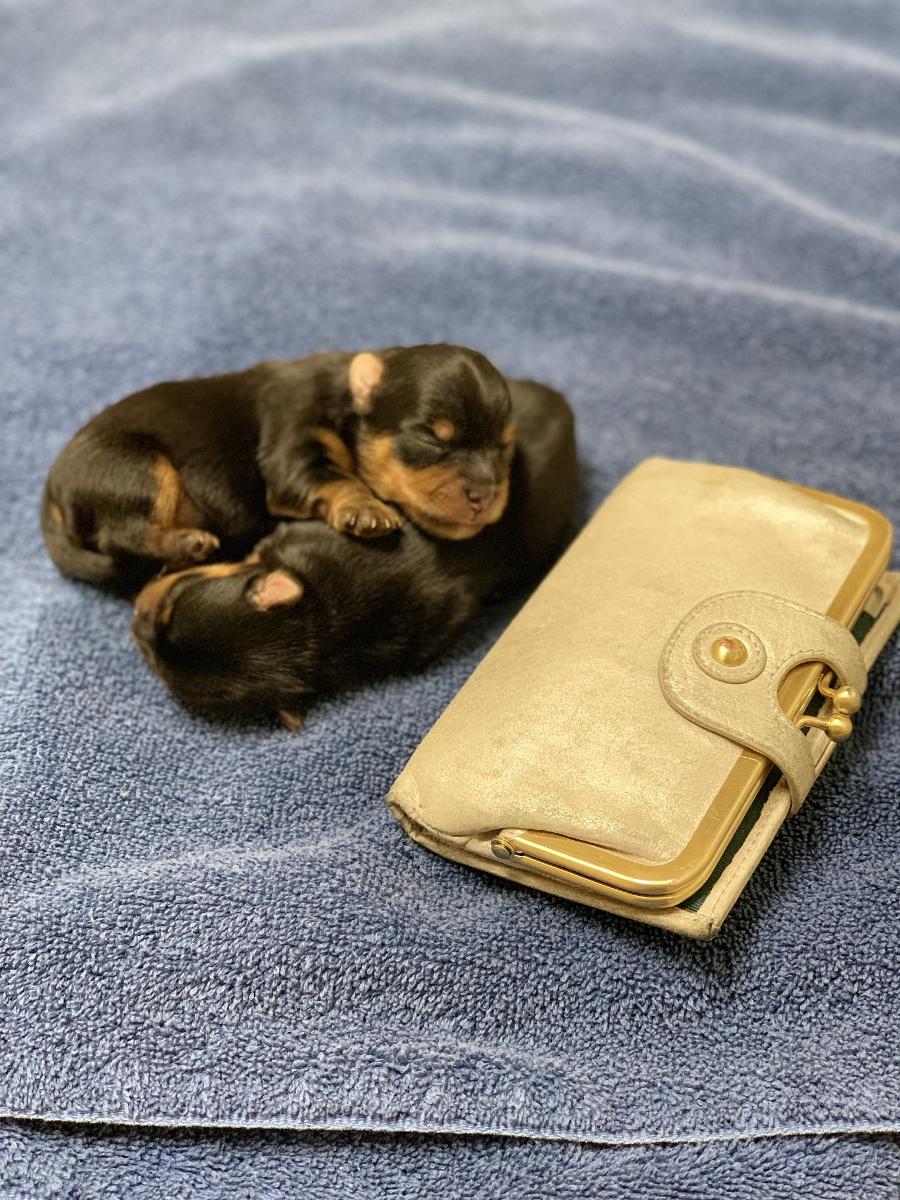Akc Yorkshire Terrier puppies