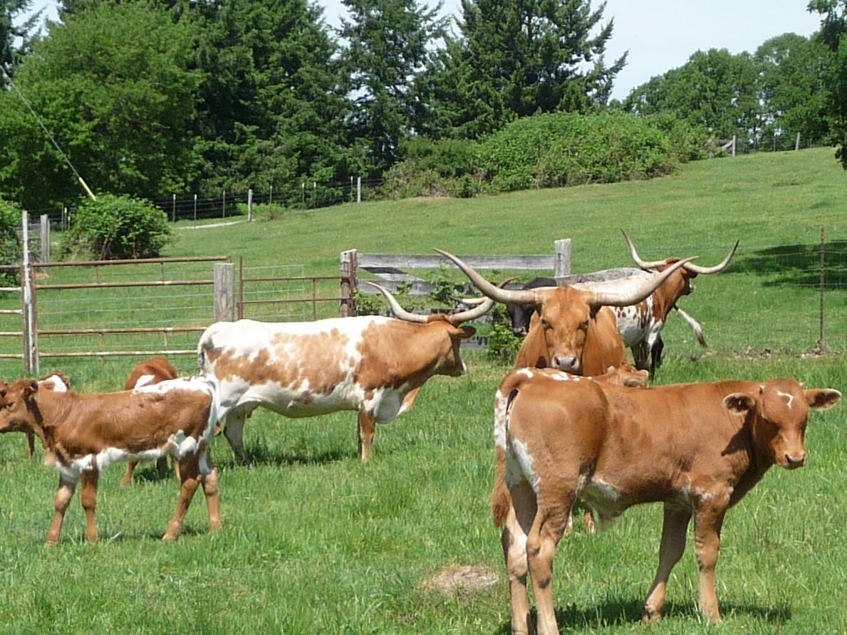 Cattle for Sale