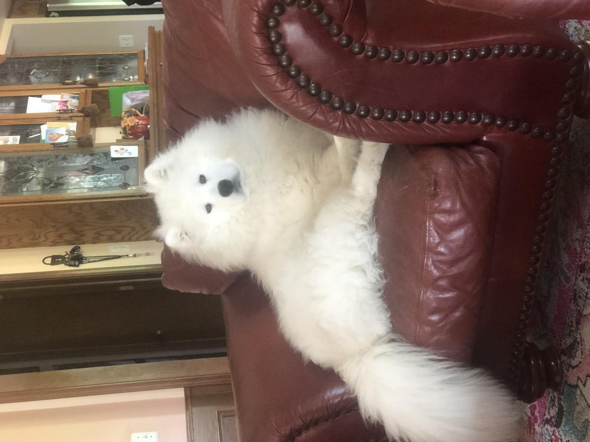 6 month Samoyed for sale