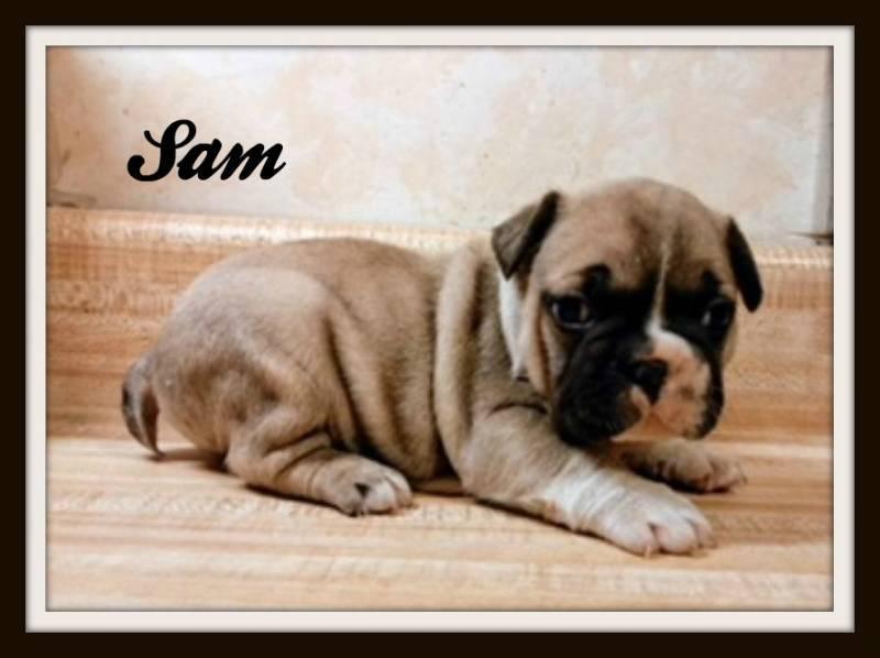Sam Male AKC French Bulldog