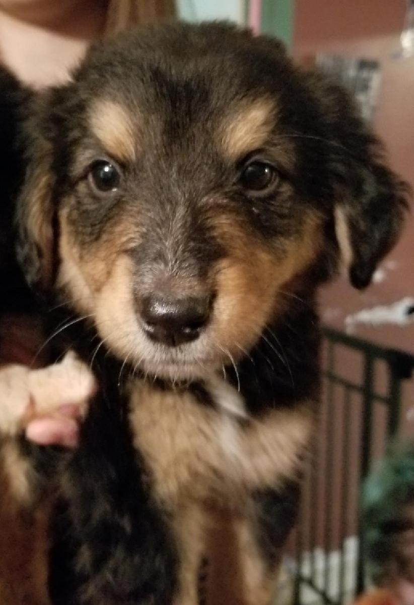 Bernese Mountain Shollie puppies