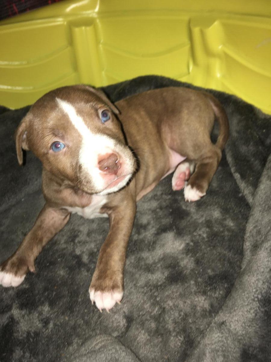 7 week old male pitbull puppy