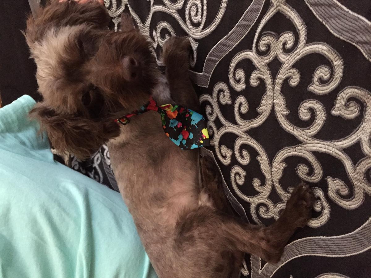 Free miniature poodle and Yorkshire mix