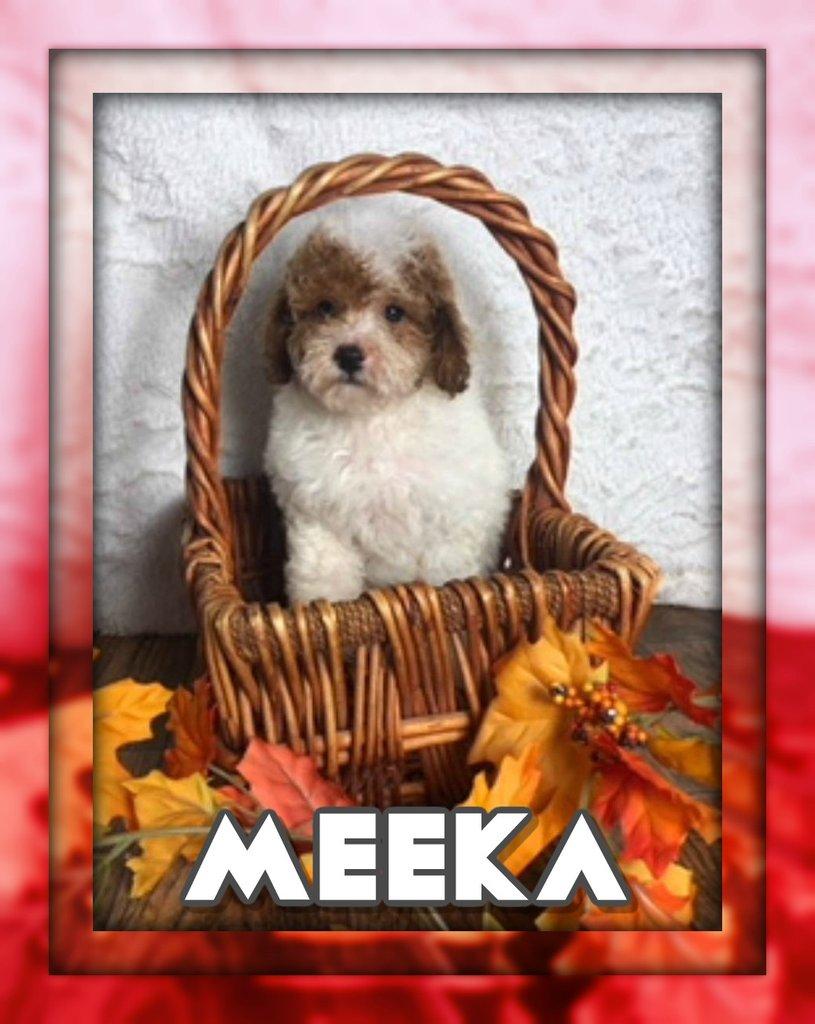 Meeka Female Mini Poodle