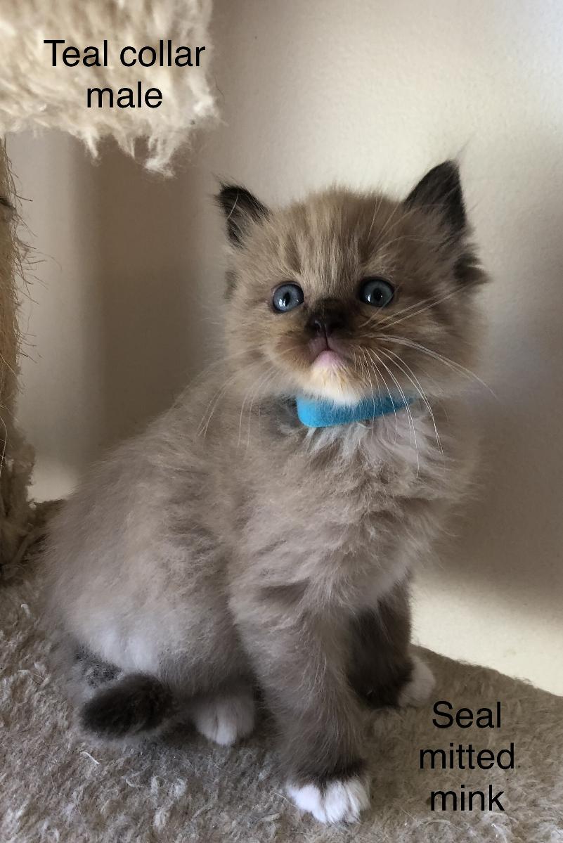 Ragdoll kittens