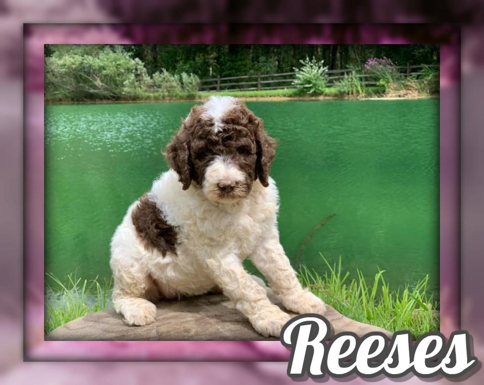Reeses Female Standard Poodle