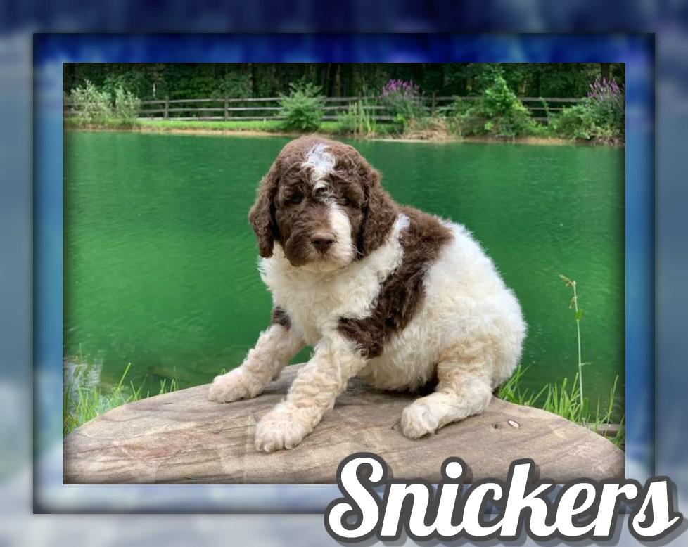 Snickers Male Standard Poodle