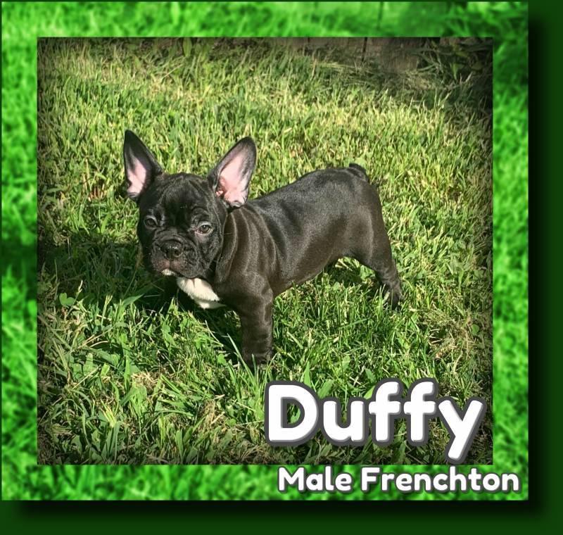 Duffy Male Frenchton