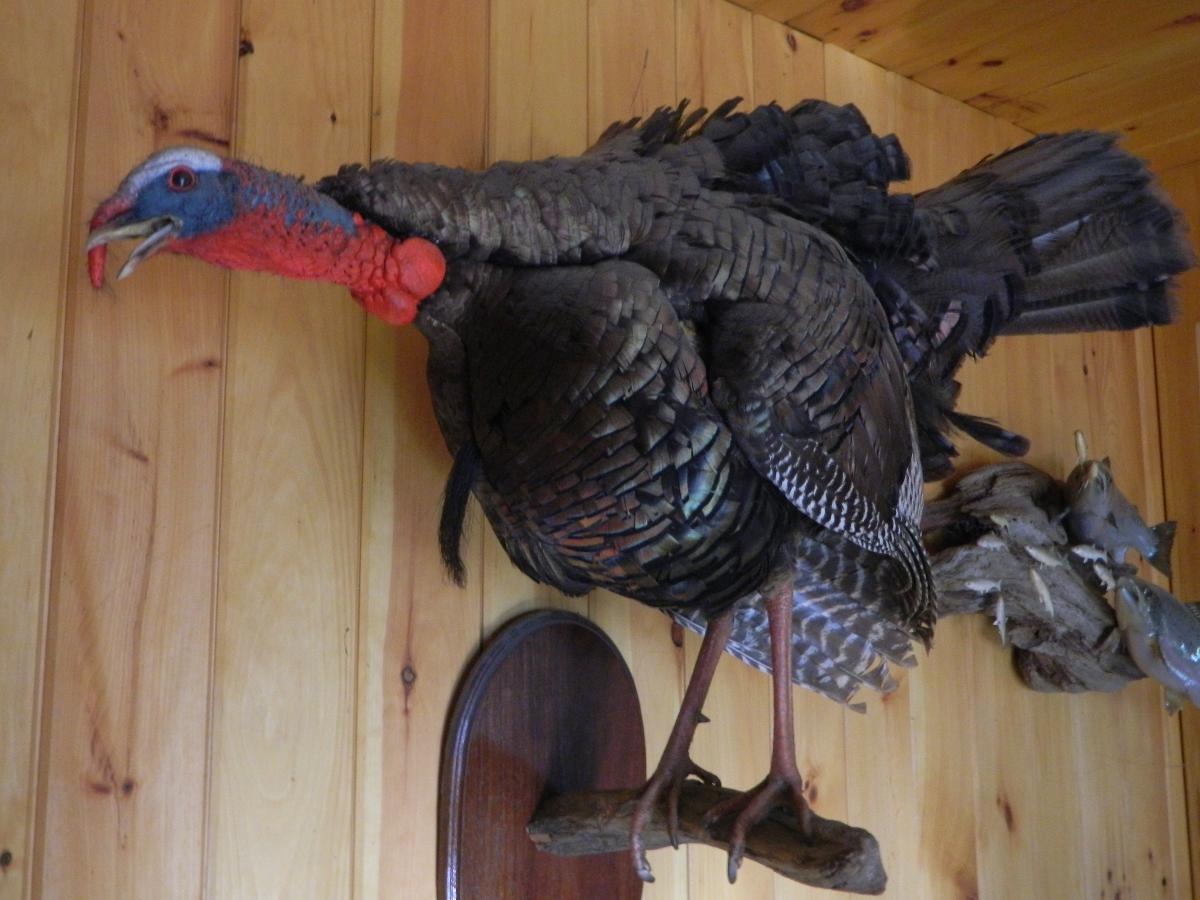 turkey mount