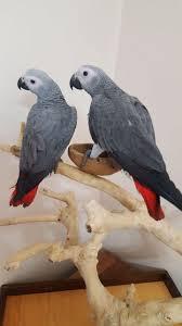 Perroquets gris d'Afrique disponibles mâle et femelle