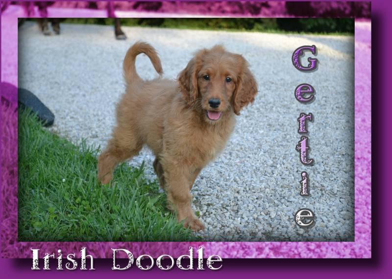 Gertie Female Irish Doodle