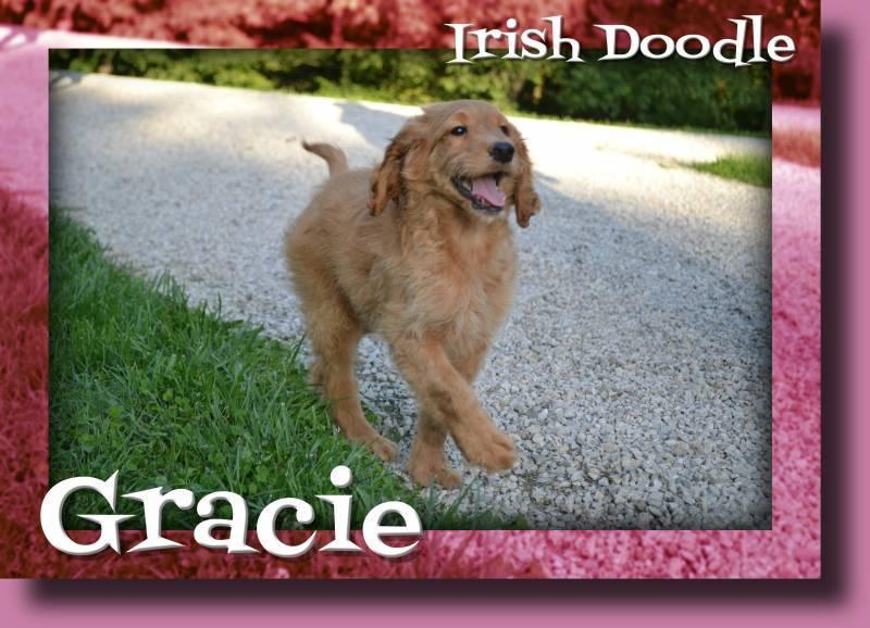 Gracie Female Irish Doodle