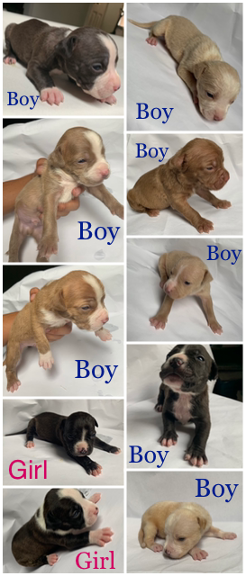Puppy pits