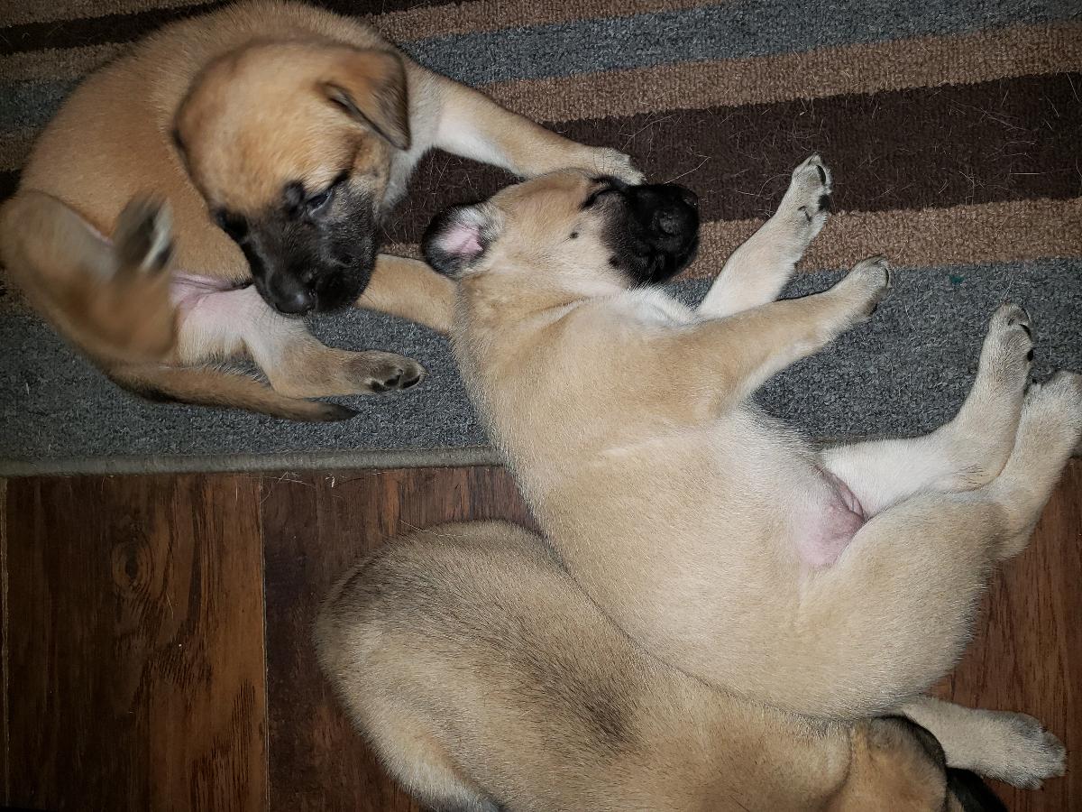 English mastiff/ white german shepard mix puppies