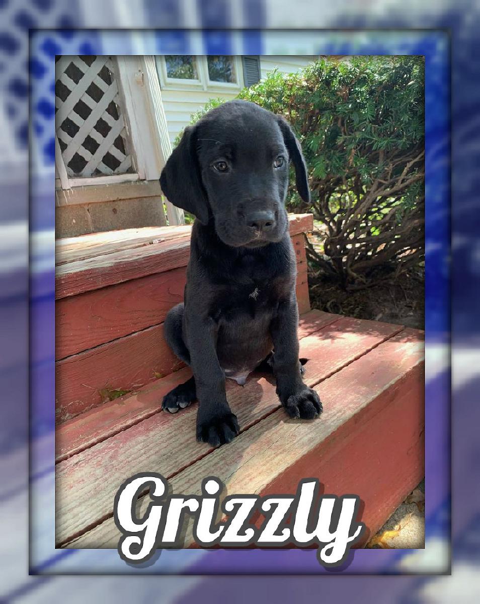 Grizzly Male Great Golden Dane