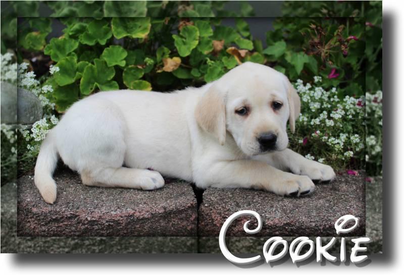 Cookie ACA Female Labrador Retriever