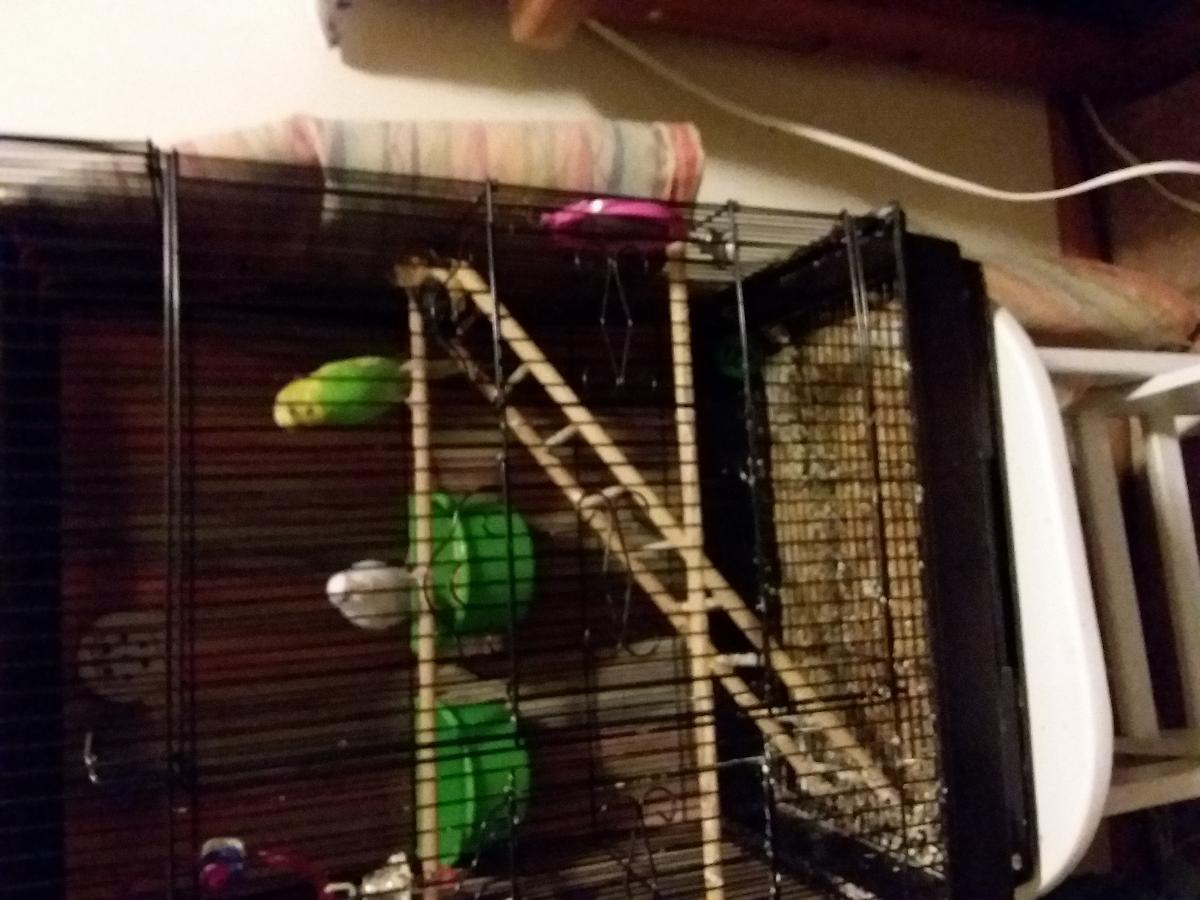 2 cute parakeet one is yellow and other is white includes