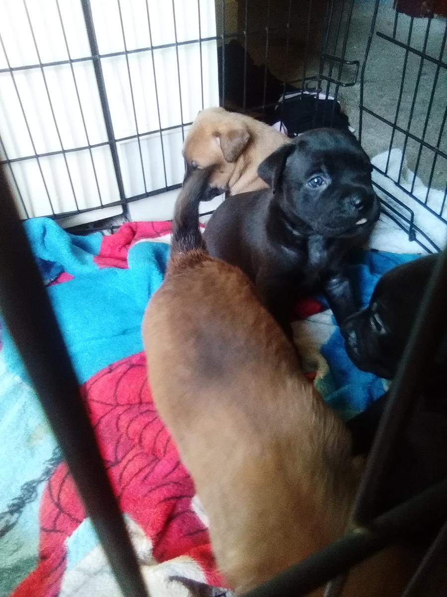 Rednose/Bluenose Pitbull Pups