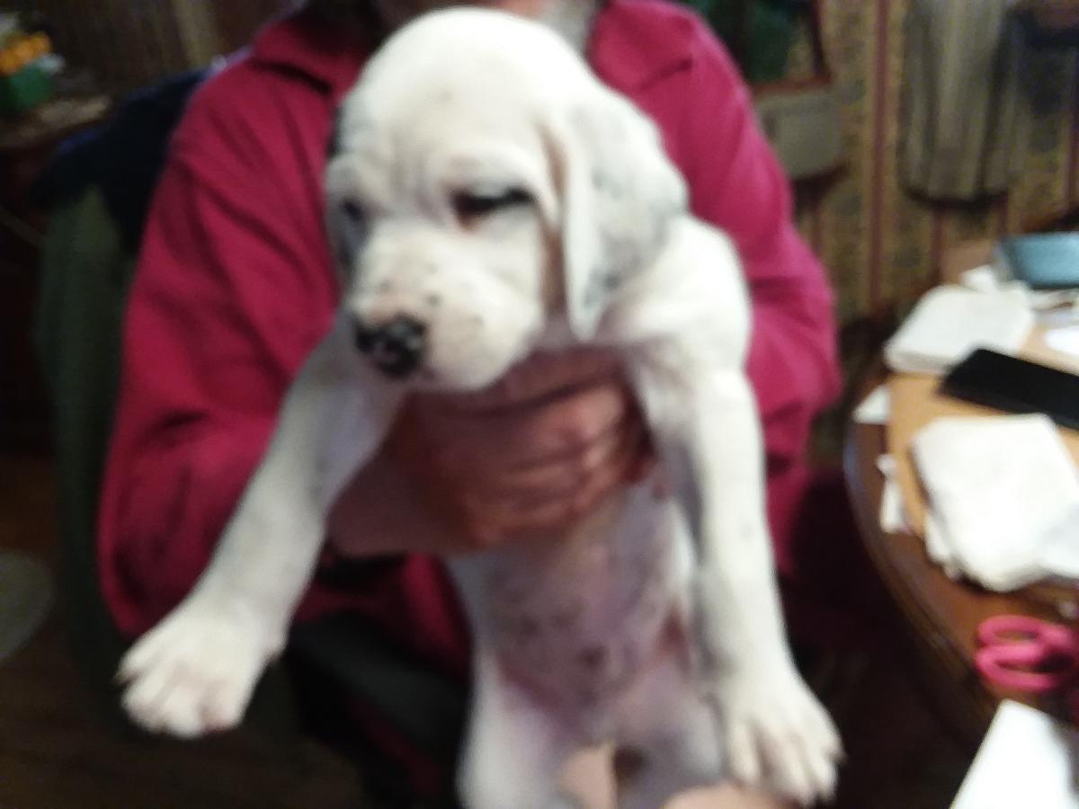 English setter/border collie puppies