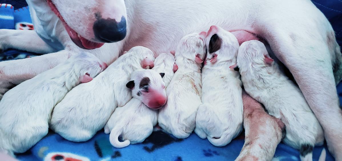 Bull terrier puppies